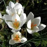White Saffron Flower Flower Seeds - Heirloom Non GMO High Germination Organic Garden Planting Seeds