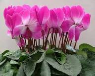Pink Cyclamen Flower Seeds for Planting | Heirloom Non-GMO High Germination Organic Garden Seeds Exotic Flowering Plants Colorful Backyard Beauty