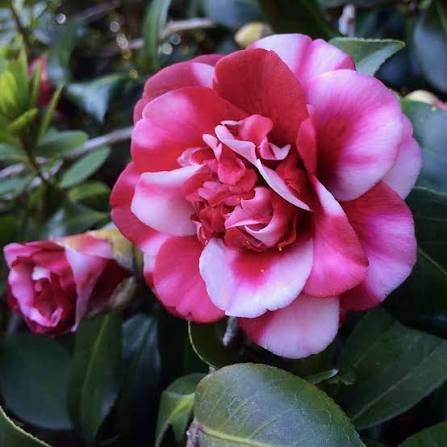 Red Camellia Japonica Flower Seeds