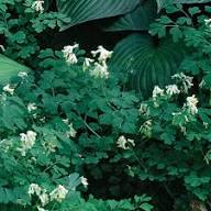 White Corydalis Flower Seeds