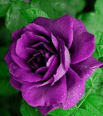 Purple Climbing Rose Flower Seeds 