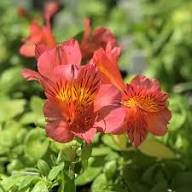 Red Alstroemeria Flower Seeds Rare - Heirloom Non GMO Premium Garden Seeds for Planting, High Germination Outdoor Plants