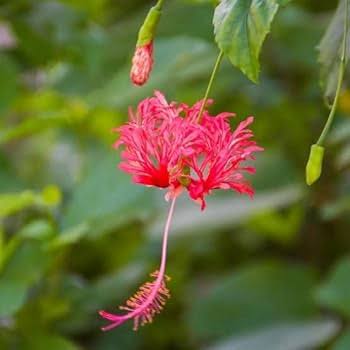 RED HIBISCUS SCHIZOPETALUS Flower Seeds