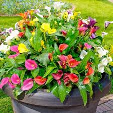 Mixed Aethiopica Calla Lilly Flower Seeds 