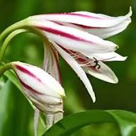 White Cardiocrinum Flower Seeds - Heirloom Non GMO High Germination Garden Seeds for Planting