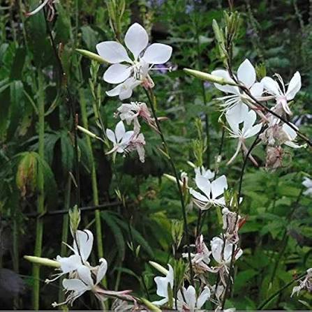 White Gaura Lindheimeri Flower Seeds