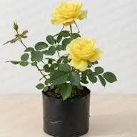 Yellow Rose Flower Flower Seeds - Heirloom Non GMO High Germination Organic Garden Planting Seeds