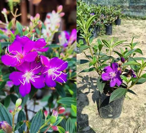 Pink Tibouchina Flower Seeds