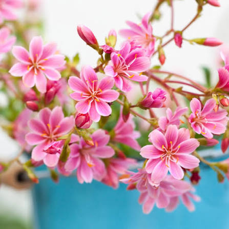 Pink Lewisia Flower Seeds 