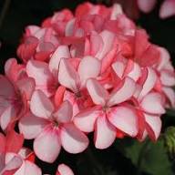 Pink Rare Pelargonium Peltatum Flower Seeds for Planting Heirloom Non-GMO High Germination Organic Garden Seeds - Heirlo