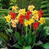 Canna Lily Flower Seeds 
