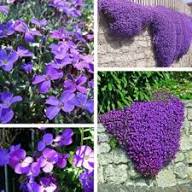 Purple Organic Cress Flower Seeds