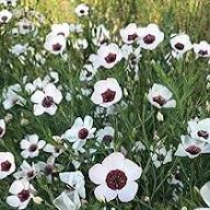White Flax Flower Seeds Heirloom Non-GMO Seeds for Planting High Germination Organic Garden Seeds - Heirloom Non GMO