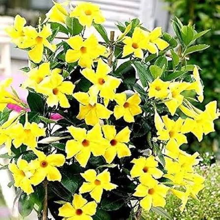 YELLOW DIPLADENIA Flower Seeds 