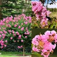 Pink Streptocarpus Flower Flower Seeds - Heirloom Non GMO High Germination Organic Garden Planting Seeds