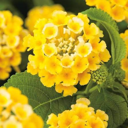 Yellow Lantana Flower 