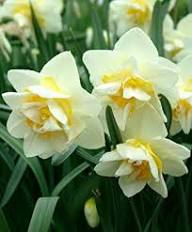 White Daffodil Flower Seeds - Heirloom Non GMO High Germination Flower Seeds for Planting
