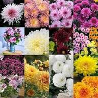 Blooming Chrysanthemum Flower Flower Seeds - Heirloom Non GMO High Germination Organic Garden Planting Seeds