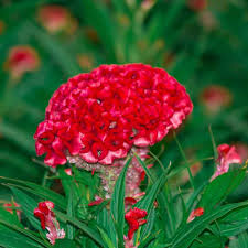 Red Celosia Flower Seeds
