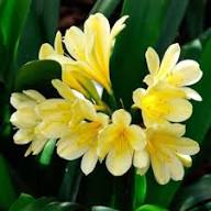 Yellow Clivia Flower Seeds - Heirloom Non GMO High Germination Garden Seeds for Planting