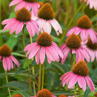 Pink Coneflower Seeds - Heirloom Non GMO High Germination Flower Seeds for Planting