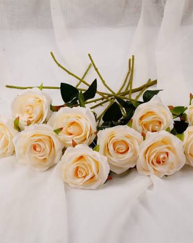 Cream Rose Flower Seeds Heirloom Non-GMO Premium Organic Garden Seeds for Decorative Outdoor Landscapes