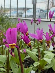 Red Dipladenia Flower Seeds - Heirloom, Non-GMO, High Germination Flower Seeds for Planting