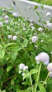 Gomphrena Flower Seeds