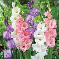 Gladiolus Flower Fresh Growing Gladiolus Flowers Flower Seeds Home Garden Planting Vibrant Seeds for Planting Heirloom