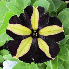 Yellow Black Petunia Flower Seeds
