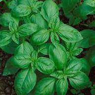Basil Plant Seeds for Planting Heirloom Non-GMO High Germination Organic Garden Seeds Herb Growing Kit