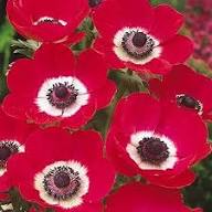 Red Cineraria Flower Seeds - Heirloom Non GMO High Germination Garden Seeds for Planting