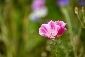Pink Clarkia Flower Seeds