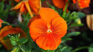 Orange Pansy Flower Seeds for - Heirloom Non GMO Premium Garden Seeds for Planting, High Germination Outdoor Plants