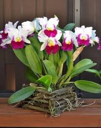 Cattleya Flower Seeds 