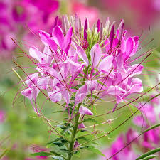 Pink Cleome Flower Seeds for - Heirloom Non GMO Premium Garden Seeds for Planting, High Germination Outdoor Plants