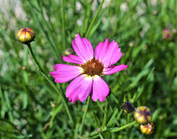 Pink Coreopsis Flower Seeds