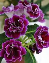 Marron Gloxinia Flower Seeds