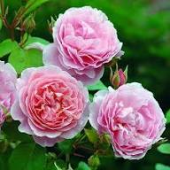 Pink Austin Rose Flower Flower Seeds - Heirloom Non GMO High Germination Organic Garden Planting Seeds