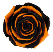 Orange Black Rose Flower Seeds - Heirloom Non GMO High Germination Premium Flower Seeds for Home Garden