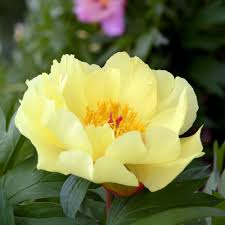 Bartzella Flower Seeds 
