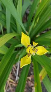 Neomarica Flower Seeds