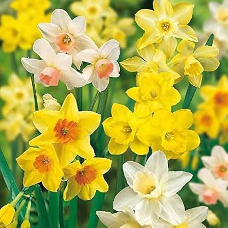 Daffodil Flower Seeds Mixed