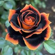 Orange Black Rose Flower Seeds