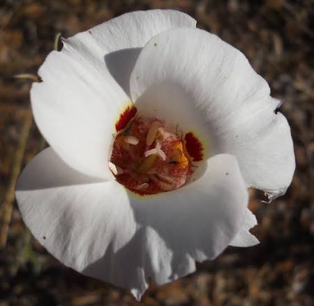 White Calochortus Flower Seeds