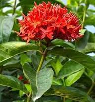 RED IXORA FLOWER SEEDS HEIRLOOM NON-GMO HIGH GERMINATION ORGANIC GARDEN SEEDS FOR PLANTING Seeds - Heirloom Non GMO