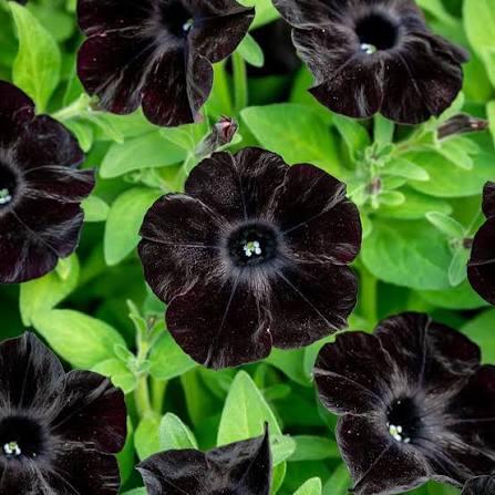 Petunia Flower Seeds