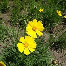 Goldthread Flower Seeds 
