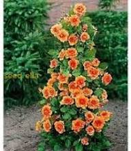Mixed Climbing Geranium Flower Seeds – Heirloom, Non-GMO, High Germination Seeds - Heirloom Non GMO High Germination