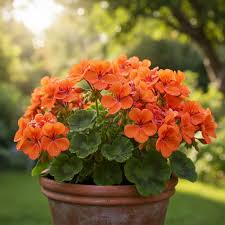 Orange Tulip Geranium Flower Seeds - Heirloom Non GMO High Germination Garden Seeds